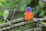 Painted Bunting